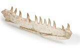Mosasaur Jaw with Twelve Teeth - Morocco #225341-8